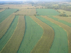 alternation corn and wheat fields just prior to harvest